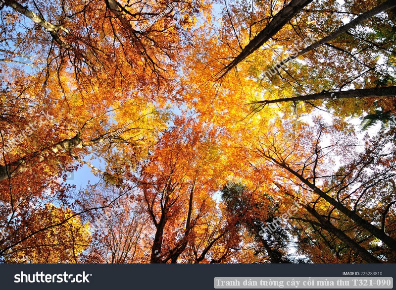 Tranh dán tường cây cối mùa thu T321-090